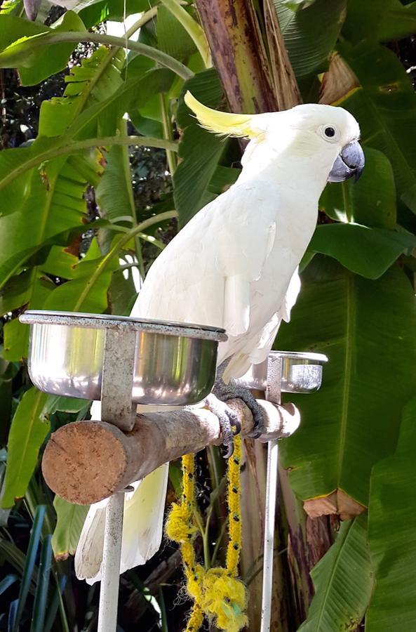 Kuranda Ngorongoro Lodge Dış mekan fotoğraf