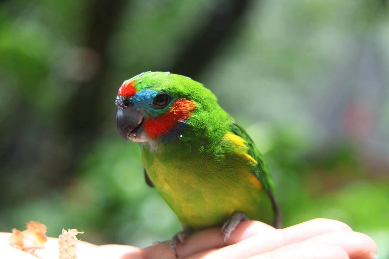 Kuranda Ngorongoro Lodge Dış mekan fotoğraf