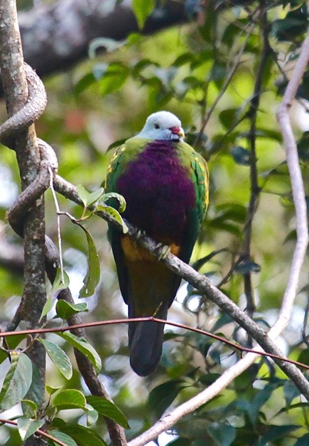 Kuranda Ngorongoro Lodge Dış mekan fotoğraf