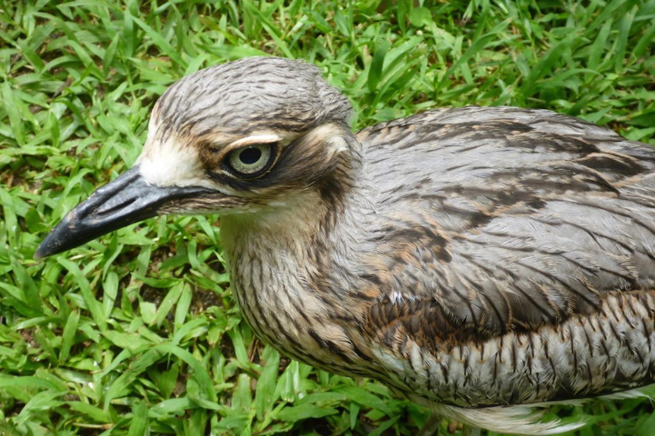 Kuranda Ngorongoro Lodge Dış mekan fotoğraf