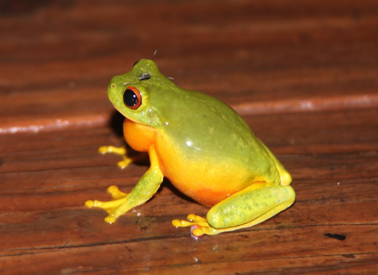 Kuranda Ngorongoro Lodge Dış mekan fotoğraf